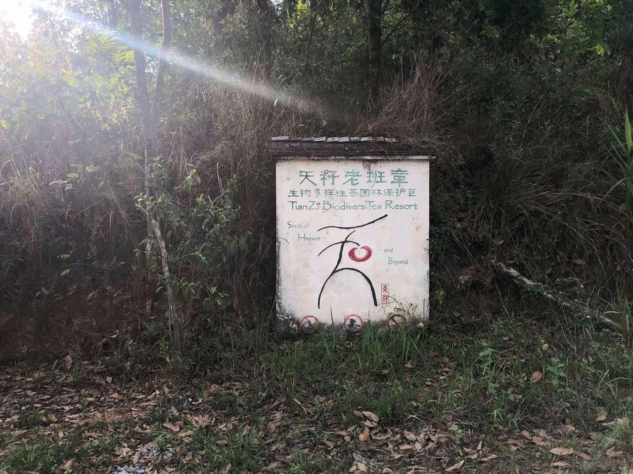 李宛妲:我想住進雨林-字遊文化
