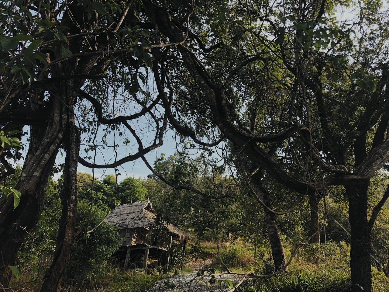 李宛妲:我想住進雨林-字遊文化