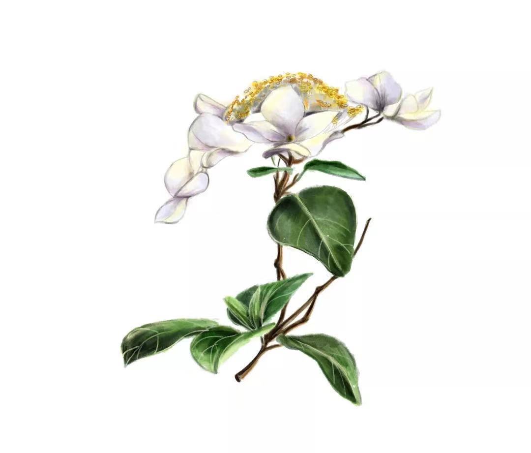 揚州,承包了世間的三月-字遊文化