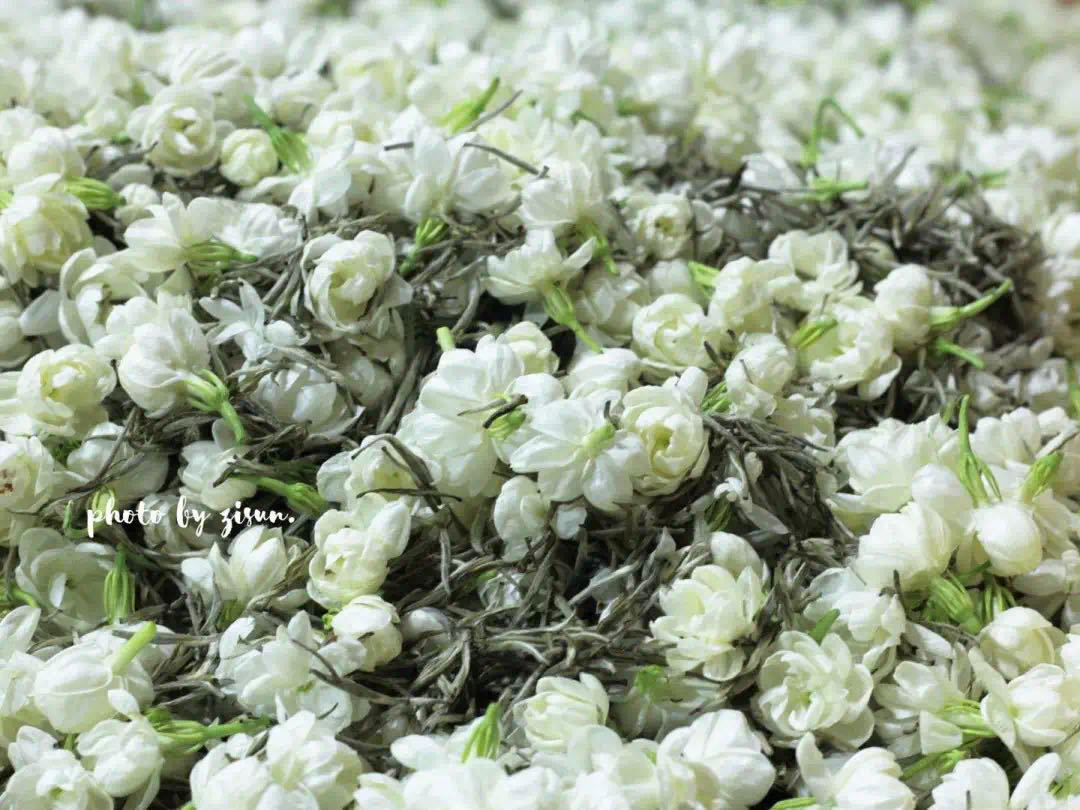 茉莉花茶裏到底有沒有茉莉花?-字遊文化