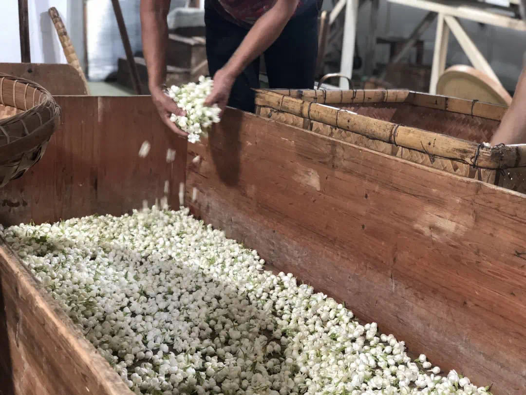 茉莉花茶裏到底有沒有茉莉花?-字遊文化