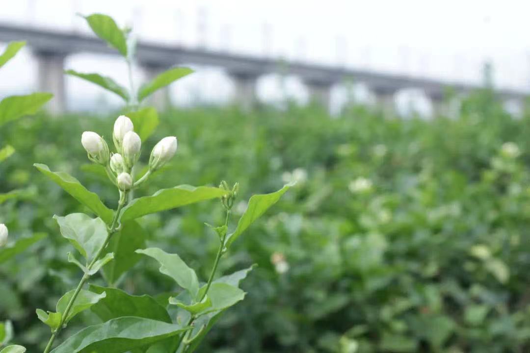 茉莉花茶裏到底有沒有茉莉花?-字遊文化