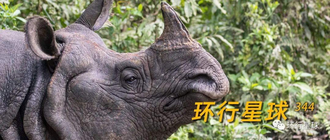 瀕危!尋找“獨角獸”-字遊文化
