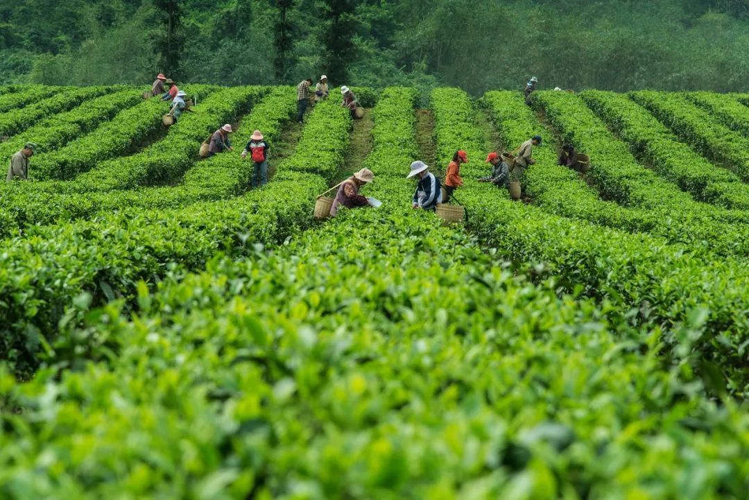 這座被低估的粵北小城,連英國女王都喝它的茶-字遊文化