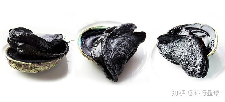 黑鮑魚長啥樣?好吃麽?-字遊文化