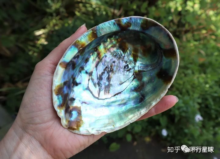 黑鮑魚長啥樣?好吃麽?-字遊文化