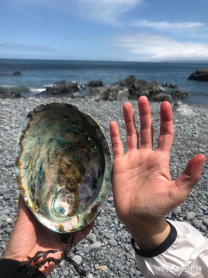 黑鮑魚長啥樣?好吃麽?-字遊文化