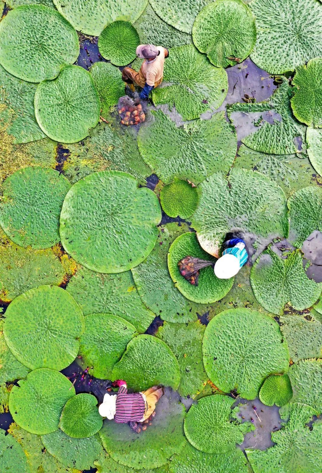 江南的“水八仙”,到底是什麼?-字遊文化