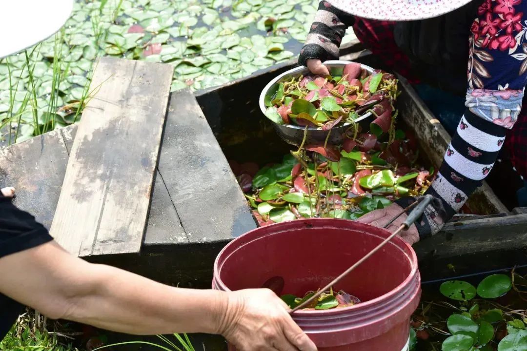 江南的“水八仙”,到底是什麼?-字遊文化