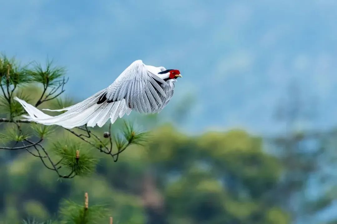 沙縣小吃的故鄉,是福建的“隱藏大佬”-字遊文化