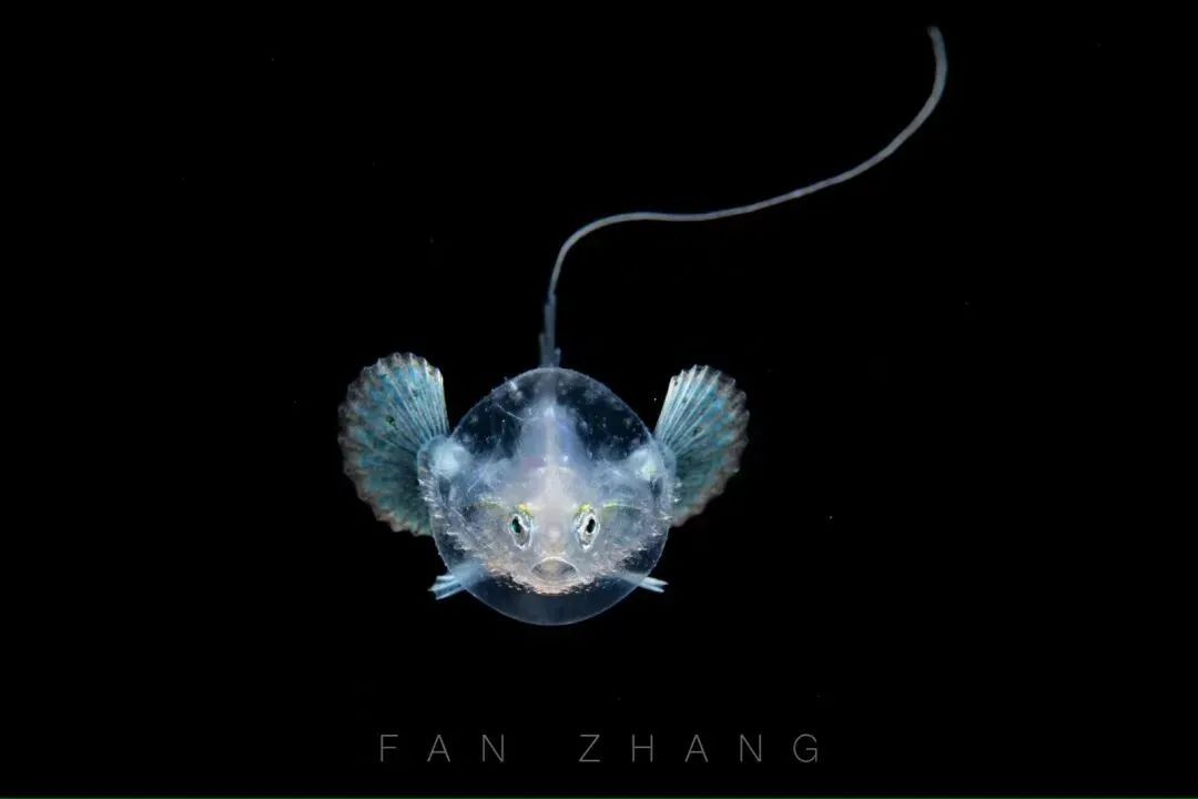 海底兩萬里,他鏡頭下的深海水族館-字遊文化