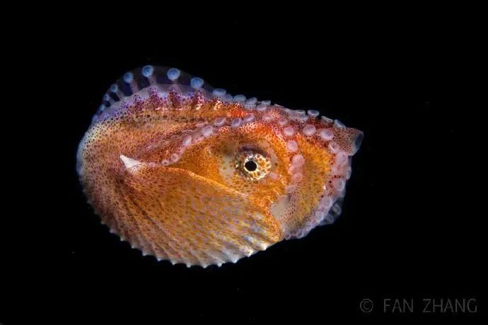 海底兩萬里,他鏡頭下的深海水族館-字遊文化