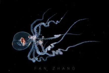 海底兩萬里,他鏡頭下的深海水族館-字遊文化