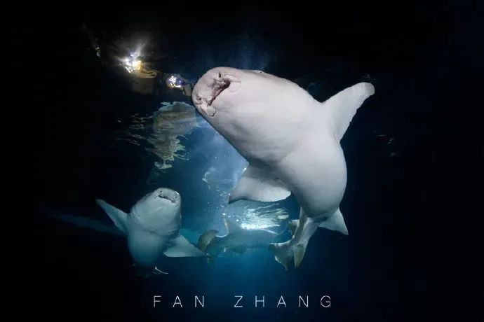 海底兩萬里,他鏡頭下的深海水族館-字遊文化
