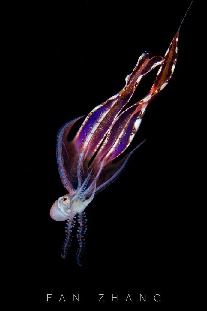 海底兩萬里,他鏡頭下的深海水族館-字遊文化