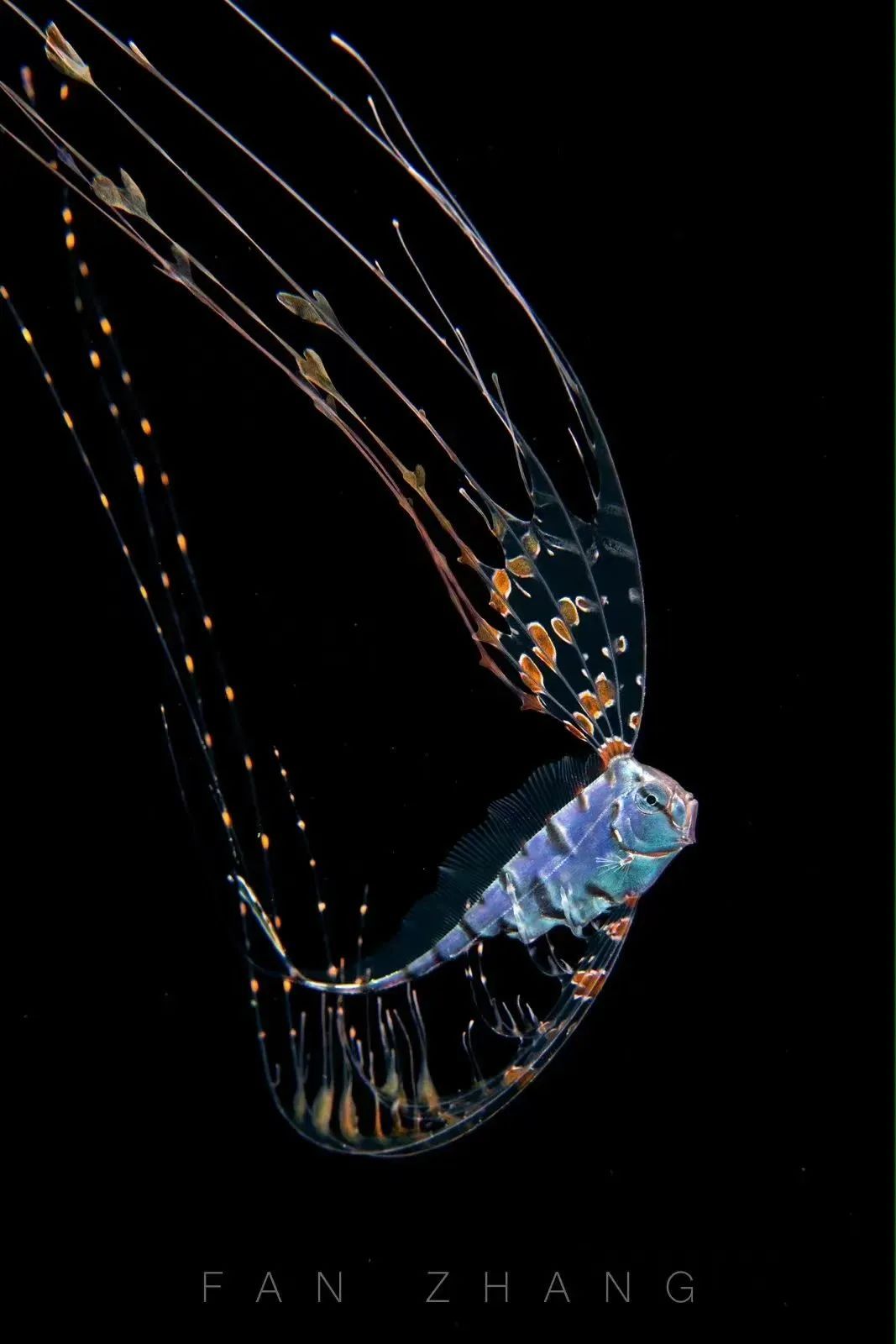 海底兩萬里,他鏡頭下的深海水族館-字遊文化