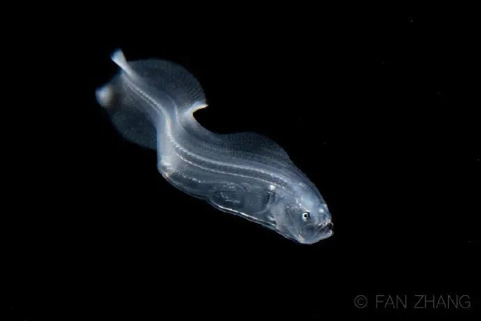 海底兩萬里,他鏡頭下的深海水族館-字遊文化