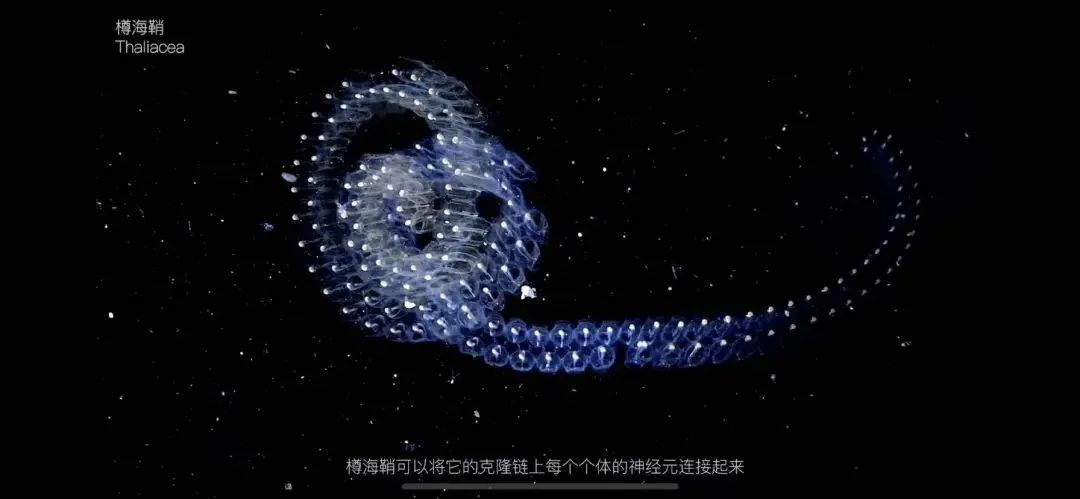海底兩萬里,他鏡頭下的深海水族館-字遊文化