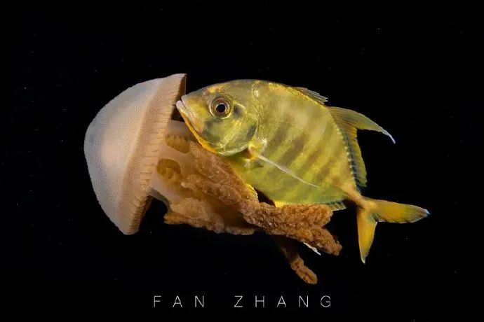 海底兩萬里,他鏡頭下的深海水族館-字遊文化