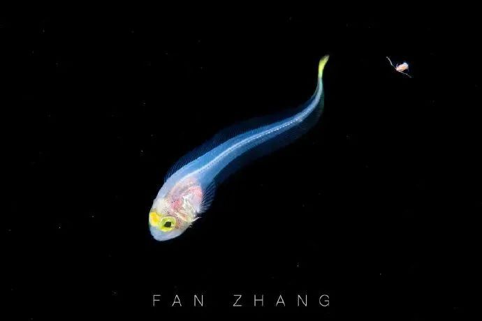 海底兩萬里,他鏡頭下的深海水族館-字遊文化