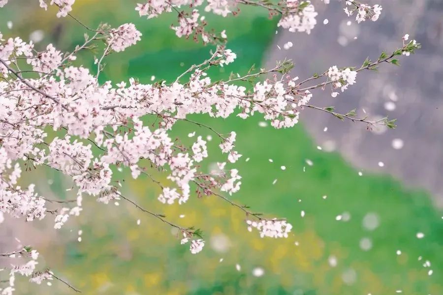 花朝節,被遺忘的中國節-字遊文化