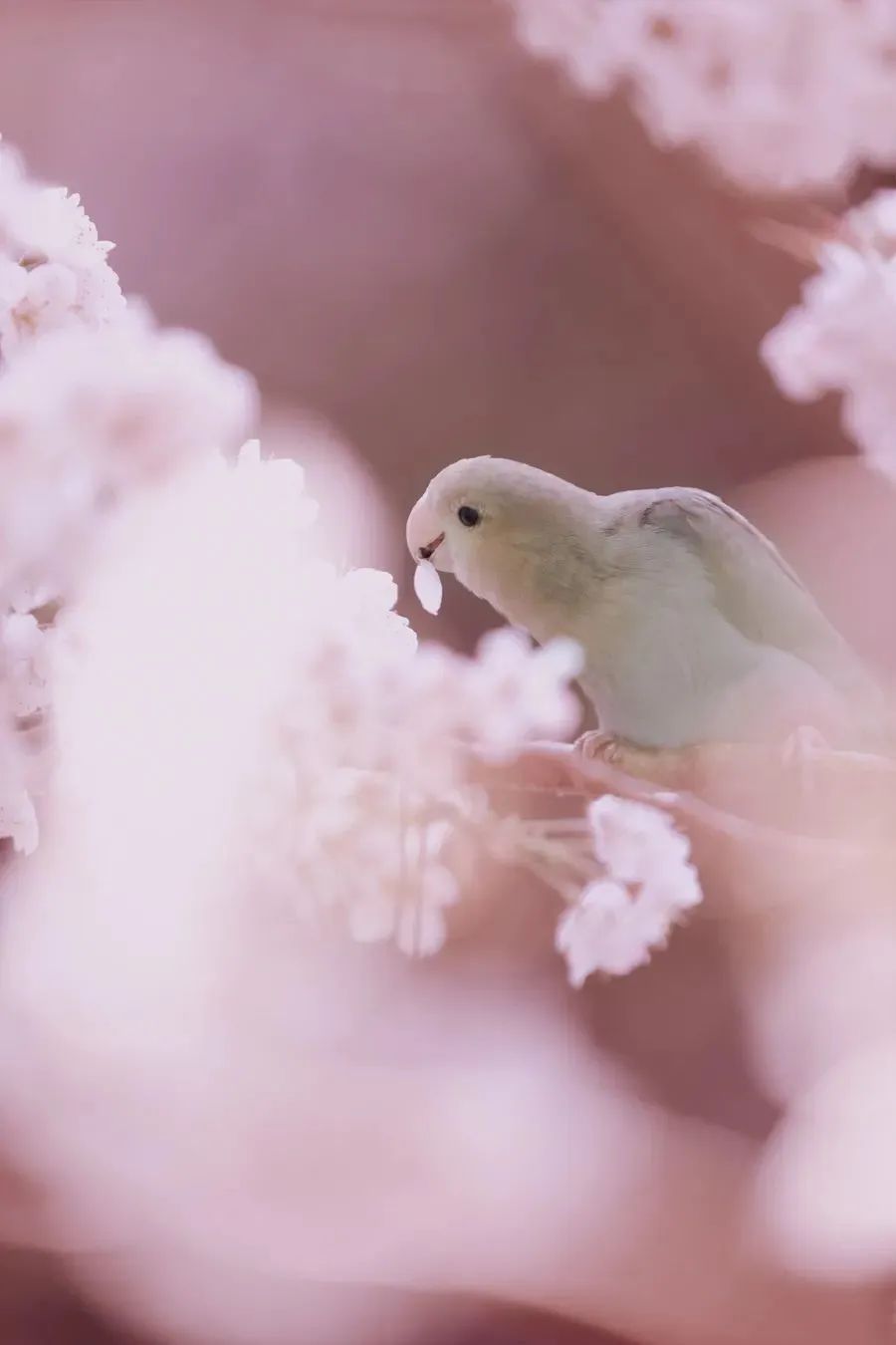 花朝節,被遺忘的中國節-字遊文化