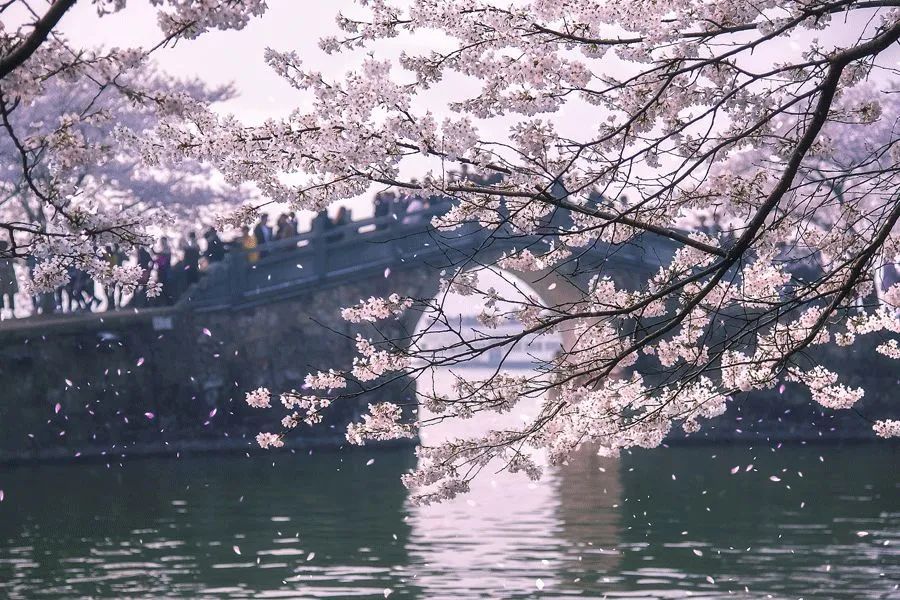 花朝節,被遺忘的中國節-字遊文化
