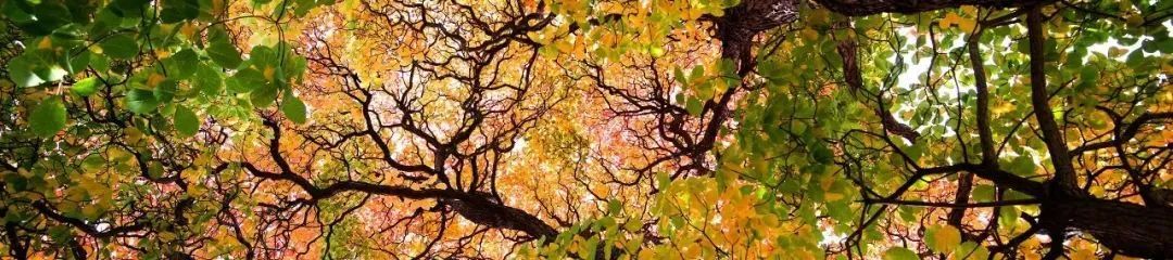 世界最寶藏的植物園,開了我的眼界-字遊文化