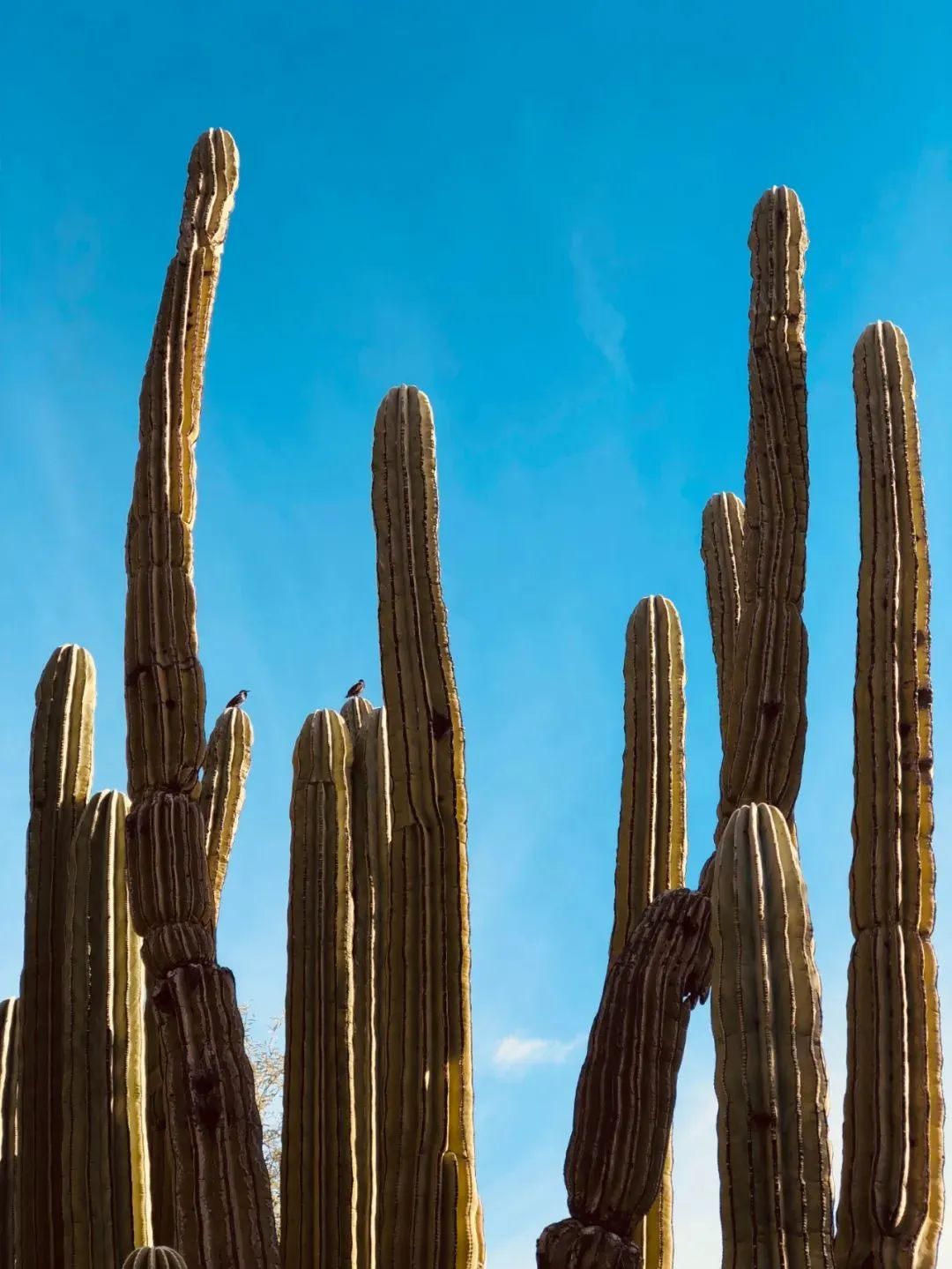 世界最寶藏的植物園,開了我的眼界-字遊文化