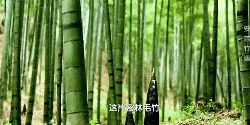 浙江最低調的寶藏城市,金庸都饞到了-字遊文化